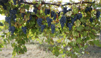 Read more about World Lambrusco Day