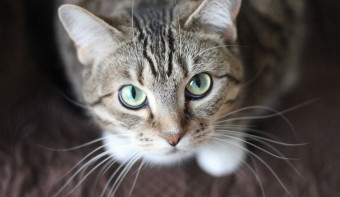 Global Cat Day
