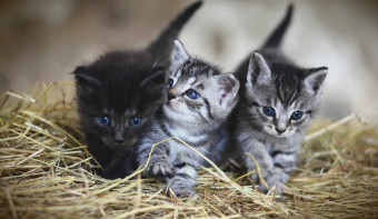 Happy Cat Month