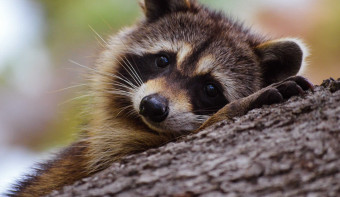 Read more about International Raccoon Appreciation Day