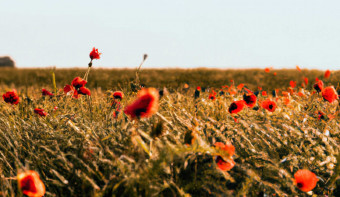 National Poppy Day