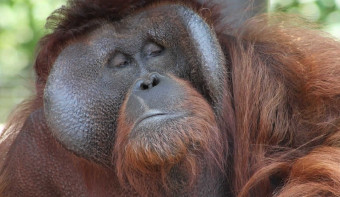 Read more about International Orangutan Day