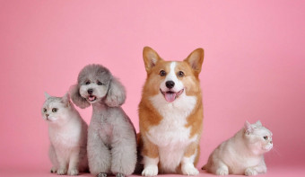 All American Pet Photo Day