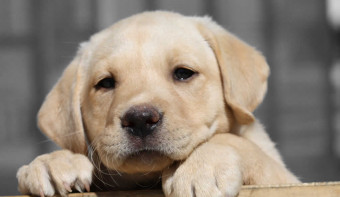 National Puppy Day