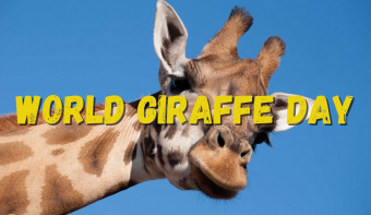 Read more about World Giraffe Day