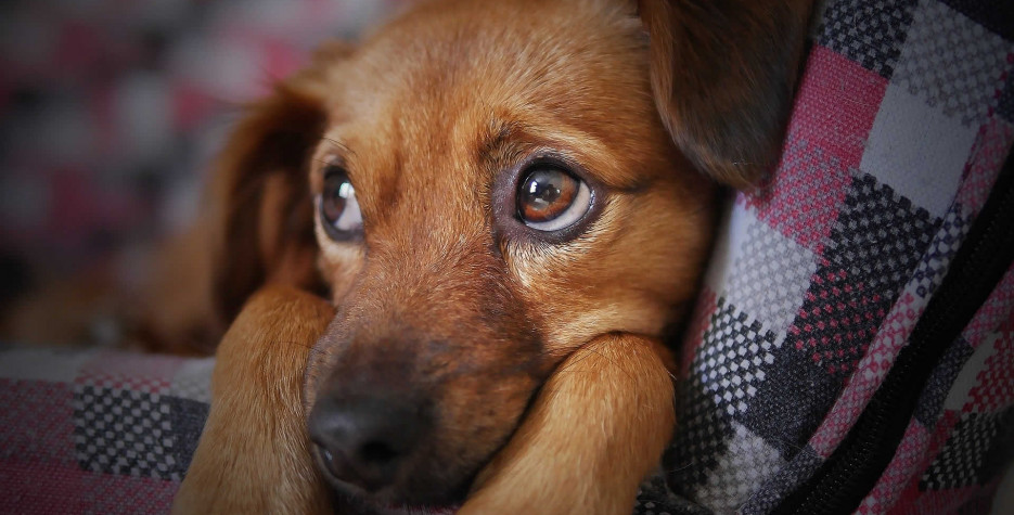 Responsible Dog Ownership Day in USA in 2025