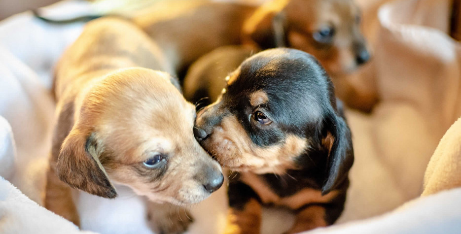 Puppy Mill Awareness Day in USA in 2025